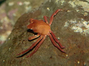 Spider Crabon Rocky Surface Wallpaper