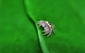 Spider On A Leaf Wallpaper