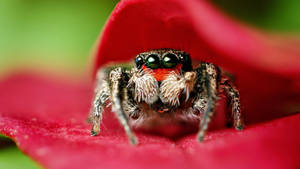 Spider On Red Flower Petal Wallpaper