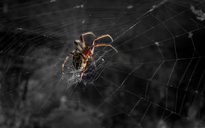 Spider Resting On Its Web Wallpaper