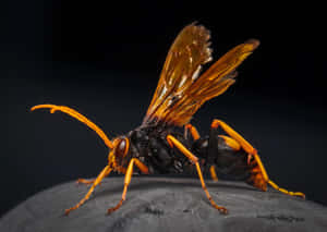 Spider Wasp Close Up Wallpaper