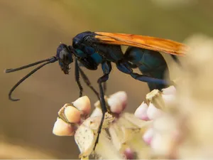 Spider Wasp Close Up Wallpaper