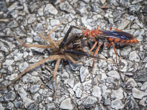 Spider Wasp Hunting Prey Wallpaper