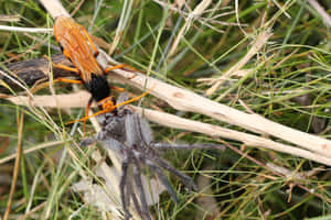 Spider Wasp Hunting Prey Wallpaper