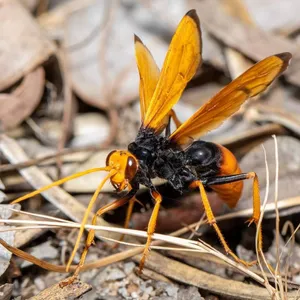 Spider Wasp Up Close Wallpaper