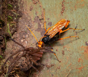 Spider Wasp With Prey Wallpaper