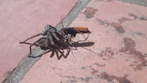 Spider Wasp With Prey Wallpaper