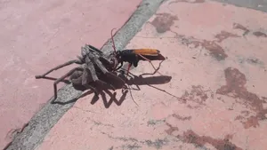 Spider Wasp With Prey Wallpaper