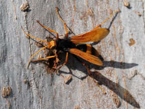 Spider Waspon Tree Bark Wallpaper