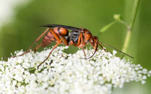 Spider Waspon White Flowers Wallpaper