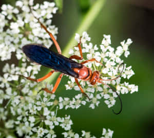 Spider Waspon White Flowers Wallpaper