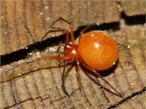 Spider With Bright Orange Body Wallpaper