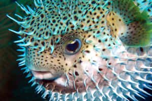 Spiky_ Porcupinefish_ Closeup Wallpaper