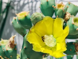 Spineless Yellow Prickly Pear Plant Wallpaper