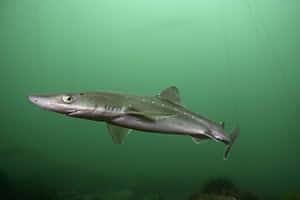 Spiny Dogfish Swimming Underwater.jpg Wallpaper