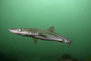 Spiny Dogfish Swimming Underwater.jpg Wallpaper