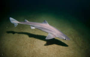 Spiny Dogfish Swimming Underwater.jpg Wallpaper