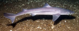 Spiny Dogfish Swimming Underwater Wallpaper