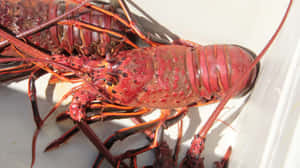 Spiny Lobster Close Up Wallpaper