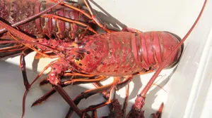 Spiny Lobster Close Up Wallpaper