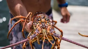 Spiny Lobster Held By Fisherman Wallpaper