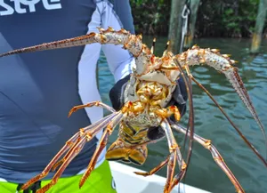 Spiny Lobster Heldby Fisherman Wallpaper