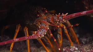 Spiny Lobster Hiding Under Rock Wallpaper