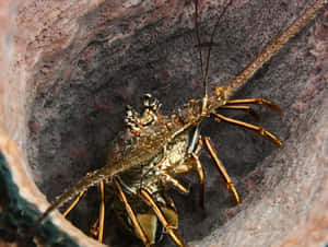 Spiny Lobster Hidingin Rock Crevice Wallpaper