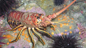 Spiny Lobster Underwater Scene Wallpaper