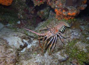 Spiny Lobsterin Natural Habitat.jpg Wallpaper