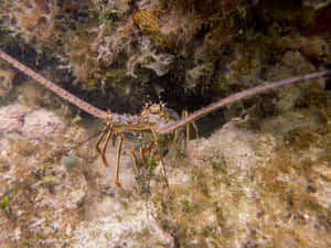 Spiny Lobsterin Natural Habitat Wallpaper