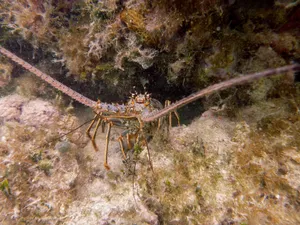 Spiny Lobsterin Natural Habitat Wallpaper