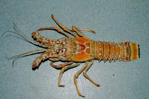 Spiny Lobsteron Blue Background Wallpaper