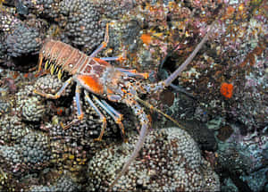 Spiny Lobsteron Coral Reef.jpg Wallpaper