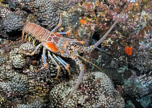 Spiny Lobsteron Coral Reef.jpg Wallpaper
