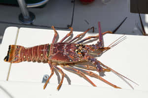 Spiny Lobsteron Deck Wallpaper