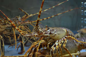 Spiny Lobstersin Tank Wallpaper