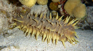 Spiny Sea Cucumber Underwater Wallpaper