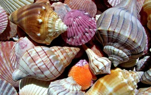 Spiral And Clamp Shells Wallpaper