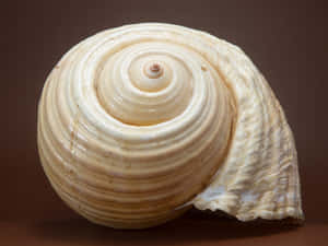 Spiral Seashell Brown Background Wallpaper