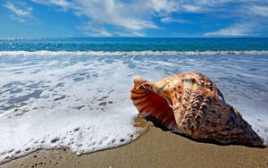 Spiral Shell In Beach Shore Wallpaper