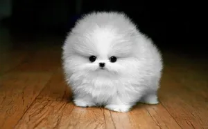 Splash Amidst Nature: Delightfully Fluffy Golden Retriever Enjoying His Time In The Forest Wallpaper