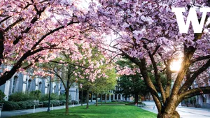 Splendid Cherry Blossoms At University Of Washington Wallpaper