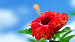 Splendid Crimson Hibiscus Flower In Full Bloom Wallpaper