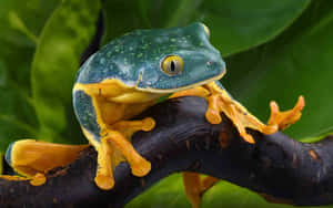 Splendid Leaf Frog Perchedon Branch Wallpaper