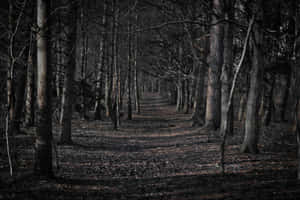 Spooky Darkness Lingers In Haunted Forests Wallpaper