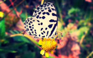 Spotted Black White Butterflyon Flower.jpg Wallpaper