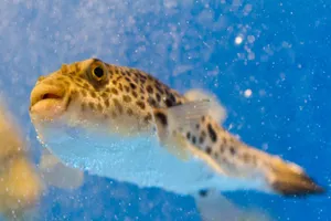 Spotted Blowfish Underwater Wallpaper