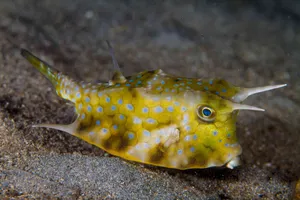 Spotted Boxfish Sandy Bottom Wallpaper