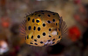 Spotted Boxfish Underwater Wallpaper